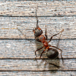 Ant Killer New Orleans