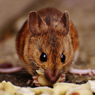 Best Pest Removal in New Orleans