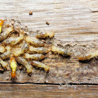 Termite Removal New Orleans